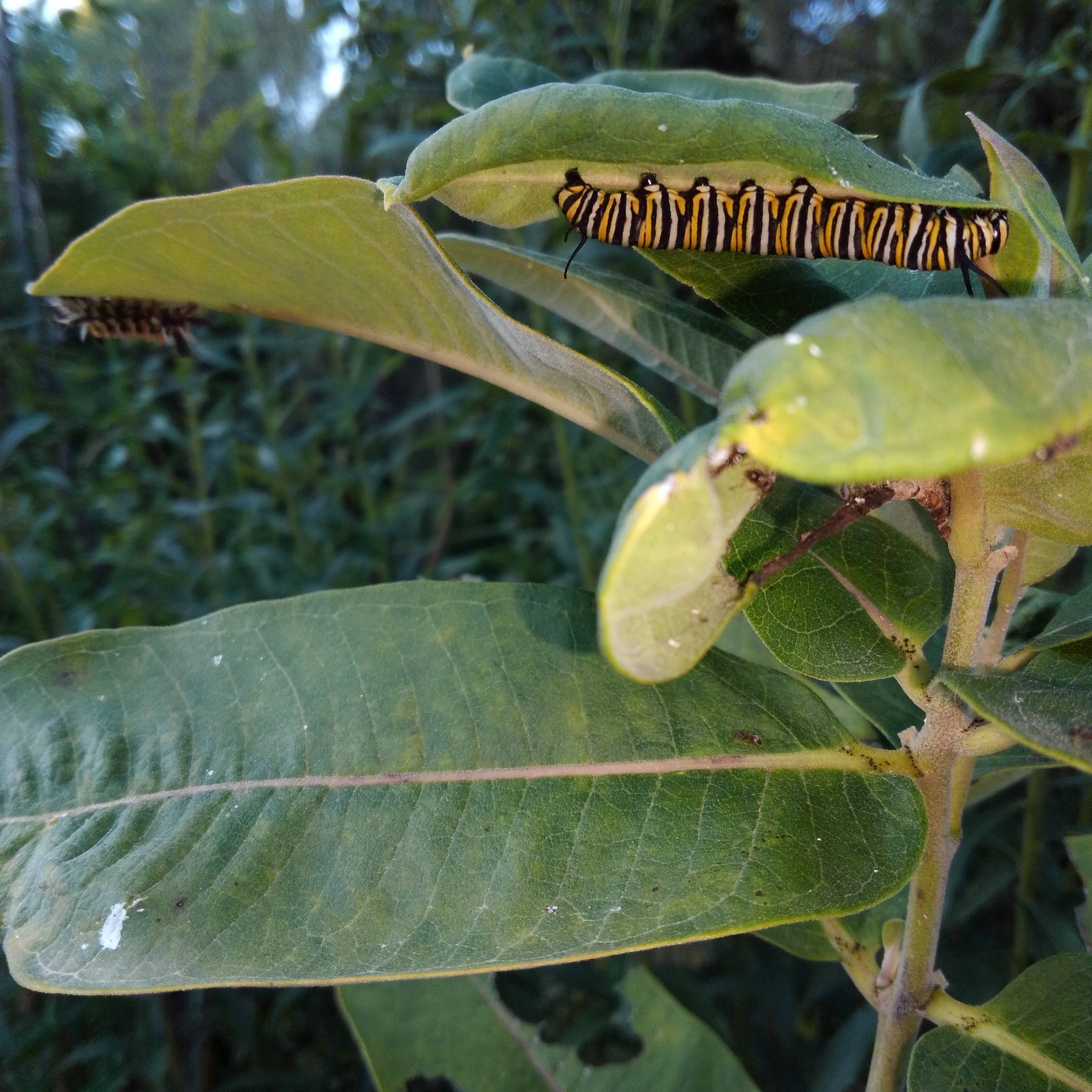 monarch caterpillar and milkweed tiger moth caterpillar / Jessica Woken, 23Aug2019