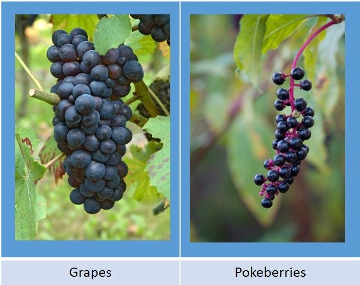 pokeberries-look-like-grapes-but-are-poisonous-3